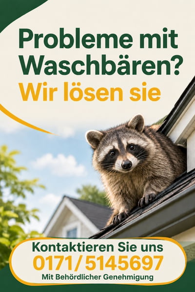 German raccoon removal poster with a green-and-gold headline, a raccoon peeking from a roof, and a rounded contact panel